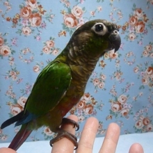 手乗りウロコインコ　ホオミドリウロコインコ　ノーマル