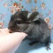 チンチラ　ブラックエボニーの男の子