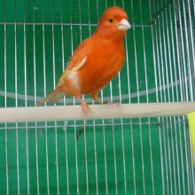 赤カナリア　ムフク