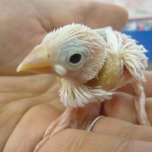 手乗りブンチョウ　白文鳥のヒナちゃん