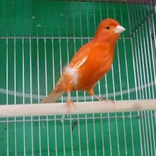 カナリア・赤　ムフク