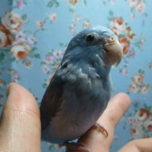 手乗りマメルリハ　コバルトの男の子　ヒナ餌卒業