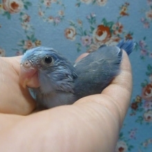 手乗りマメルリハ　コバルトの男の子！