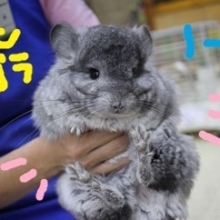 チンチラの飼い方とミニ図鑑