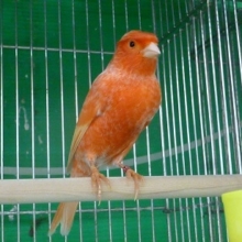 カナリア・赤　ユーフク