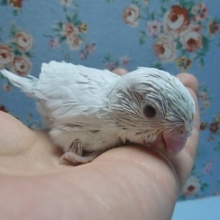 手乗りマメルリハ　アメリカンホワイトファローの女の子