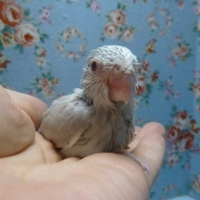 手乗りマメルリハ　アゲイトブルーの女の子！