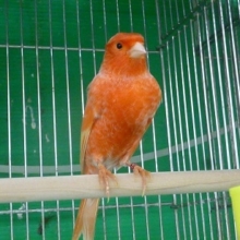 赤カナリア　ユーフク