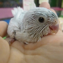 手乗りマメルリハ　アメリカンホワイト　女の子のヒナ