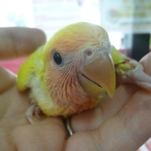 手乗りコザクラインコ　ゴールデンチェリーのヒナ