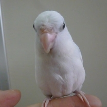 手乗りマメルリハ　アメリカンホワイトパイドの男の子