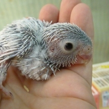 手乗りマメルリハ　アメリカンホワイトの女の子　ヒナちゃん