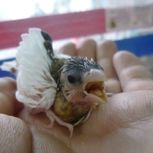 手乗りジュウシマツ　（十姉妹）ヒナ