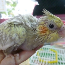 手乗りオカメインコ　シナモンパール　ヒナ