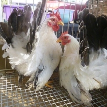 カツラチャボ　ペア