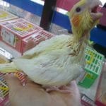 手乗りオカメインコ　ルチノーのヒナちゃん