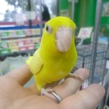 手乗りマメルリハ　パステルイエローファローの女の子　ヒナ餌卒業済