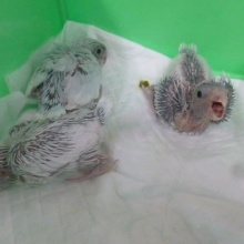 手乗りマメルリハ　アメリカンホワイトの女の子入舎