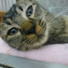 アメリカンカールMIXの女の子　ブラウン