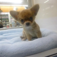 ロングコートチワワ　フォーンの男の子