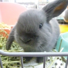 ロップイヤーラビット　男の子　ブルー