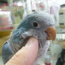 手乗りオキナインコ　ブルーのべたなれちゃん