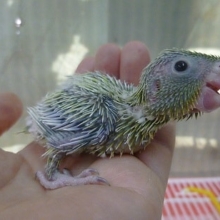 手乗りマメルリハ　アメリカンイエローの男の子