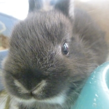 ドワーフラビット（ネザーランドドワーフ）　ブラックオターの女の子