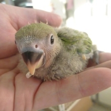 手乗りコザクラインコ　ノーマル　ヒナ
