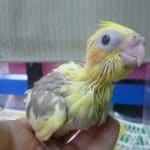 手乗りオカメインコ　シナモンパイド　ヒナ