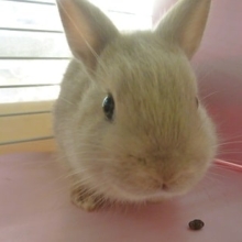 ドワーフラビット（ネザーランドドワーフ）　リンクスの男の子