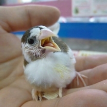 手乗り十姉妹（ジュウシマツ）　　ヒナ