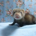 パスバレーフェレット　セーブル　男の子