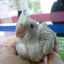 手乗りオカメインコ　WFシナモンパールパイド