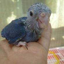 手乗りマメルリハ　コバルトの女の子のヒナ