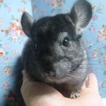 チンチラ　グレーの男の子♪