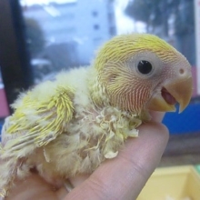 手乗りコザクラインコ　ゴールデンチェリーのヒナ！