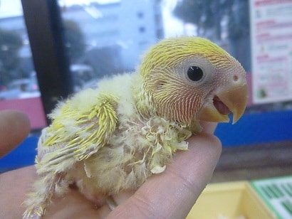 手乗りコザクラインコ　ゴールデンチェリーのヒナ！