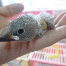 手乗りブンチョウ　シルバー文鳥