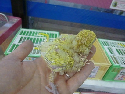 コザクラインコ（小桜インコ）