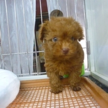 トイプードル　レッドの男の子