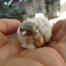 手乗りブンチョウ　シルバー文鳥のヒナ