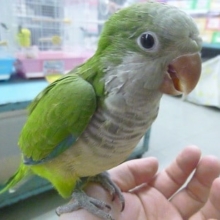 オキナインコ・ノーマル