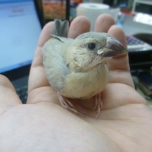 ブンチョウ・変わったカラー