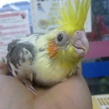 手乗りオカメインコ　パイドのヒナちゃん