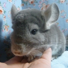 チンチラ　バイオレットの男の子
