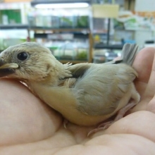 手乗りブンチョウ　桜文鳥？　変わったカラー