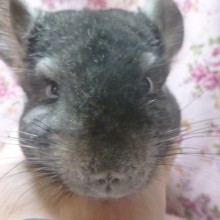 チンチラ　グレーの女の子