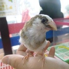 手乗りジュウシマツ（十姉妹）　ヒナ餌卒業済み