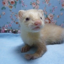 パスバレーフェレット　シナモンの女の子